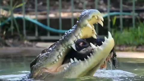 When crocodiles hunt and eat, they eat with such force