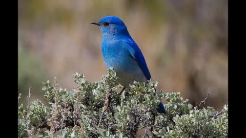 Some of the Most Beautiful Birds in the World