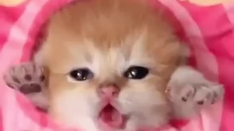 cute kitten meow