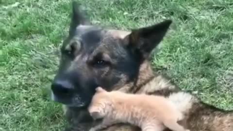 Small Kitten & her Dogy