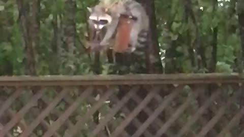 Raccoon Endures Hurricane Winds For Food