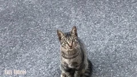 A Cat waiting in The Window When I'm Filming.