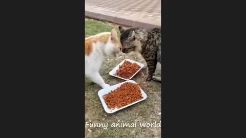 Funny cats video 2024 I Funny Animals Video I Cat fails moments 2024