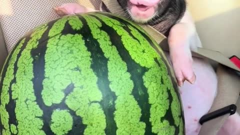 Cute pig with watermelon sitting in the passenger seat