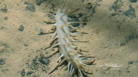 Antarctic Deepsea Life