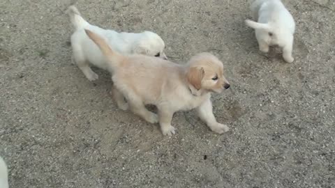 Swarm of Golden Retriever puppies.