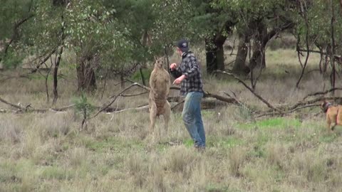 Man punches kangaroo in the face to resque his dog