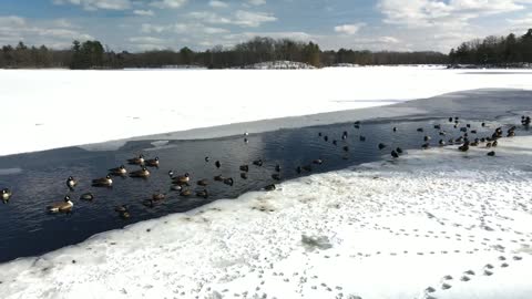 Winter Birds at DW Field Park, Brockton MA - 4K Drone Flight - Mavic Air 2