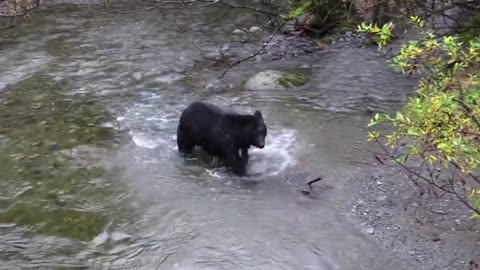 Black Bear Chasing Salmon Feeding Fish River