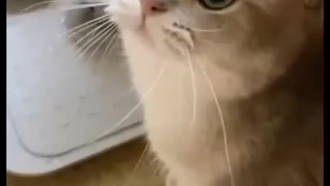 Cat cute kitten meowing loudly baby kitten 😺