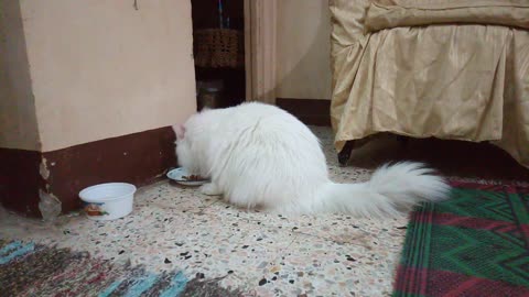 White Cat Eating Owner's Fresh Food