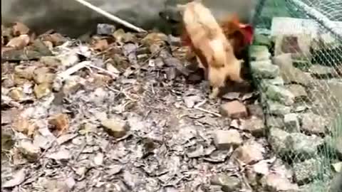 Spectacular Chiken versus Dog fight