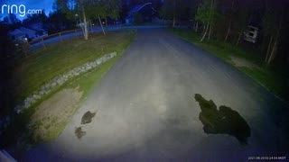 Security Camera Captures Bear Chasing Moose