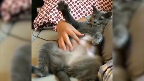 Funniest animals Viral Clips for laughter