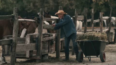 Senior male in denim clothes and straw hat throwing hay to horses grazing in paddock