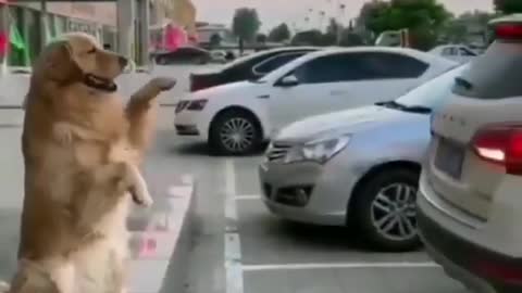 Car parking by the dog