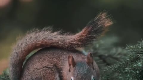 Beautiful squirrel