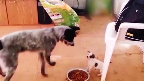 Tiny Puppy Scares Big Dog