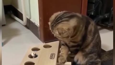 The Smartest Cat on the Internet / Funny Pets 2021