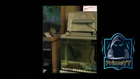 Cat Touch The Fish 😱 So Funny Video 🤣 PrinceYT 🔥