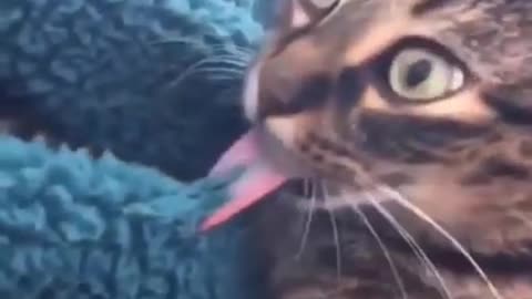 Cats and dogs _ cats meowing _ cats funny videos #shorts