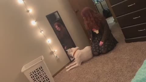 This bewildered pup gets confused by his reflection in the mirror