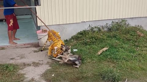 Nice Fake Tiger Prank Dog!!! Dog Run Very Funny Prank Video 2021