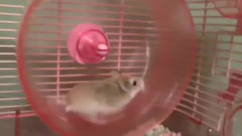 VINE WITH HILARIOUS HAMSTER WHEEL FAILURE!