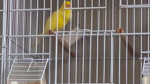 My Canary Singing