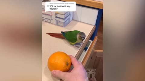 Parrot Talking - Smart And Funny Parrots