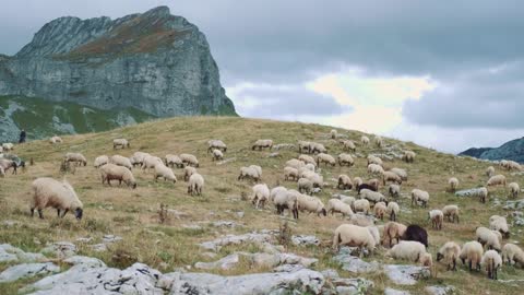 White and some black sheep grazing in dried grass