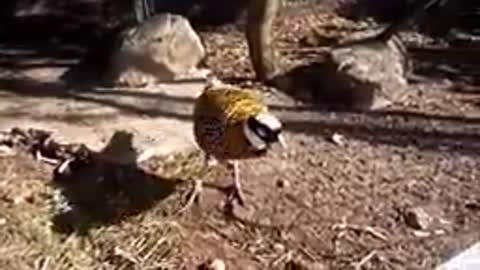 Beautiful Golden pheasant and wadry