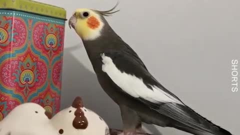 WATCH : Parrot singing and dancing then eating and enjoying nature 🎶 ❤️