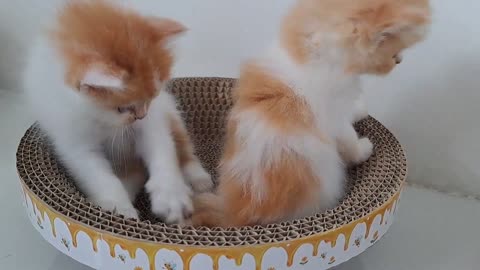 kitten Qiqi move to the carboard scratcher without her feet touching the carpet