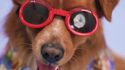 Golden Retriever puppy amazingly shares his awesome look with new goggles