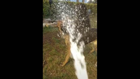 How dogs react to water.