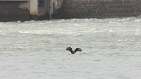 Bald Eagle Flies in to Catch a Fish