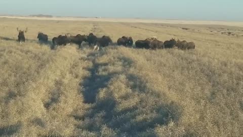 Herd of Moose Relax in Canola Field