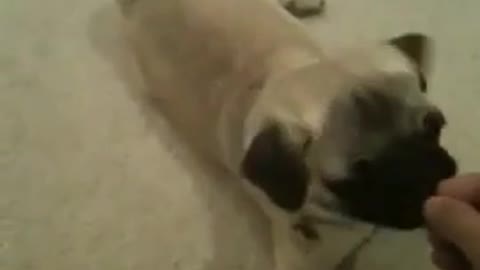 Training my baby pug puppy