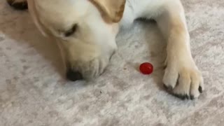 Grady tries tomatoes