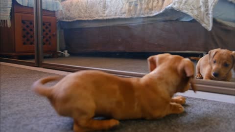 Dachshund Dog Doesn't Recognize Himself In The Mirror And Thinks There Is Another Dog