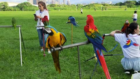 A Parrots Perched on Metal Pole