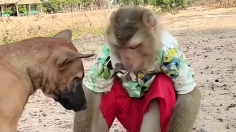 Dog and monkey funny video