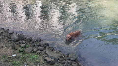 Golden Retriever at Work