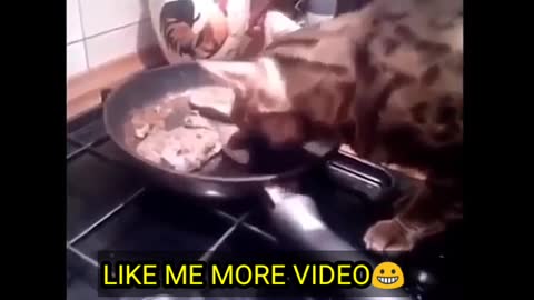 Cat thief ,funny video ,cute animal