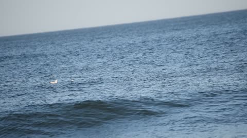 Virginia Beach Waves