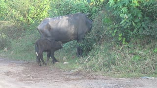 Buffalo Calf