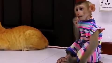 Monkey use Cat as play Toy