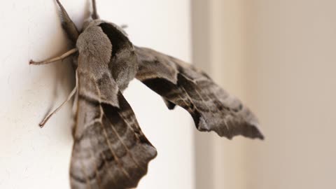 Beautiful Large And Furry Moth On A Wall