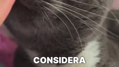 Essere la persona preferita del tuo gatto è un vero privilegio e una grande ricompensa